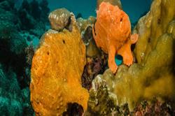 Cocos Island - luxury liveaboard scuba diving - colourful macro life.